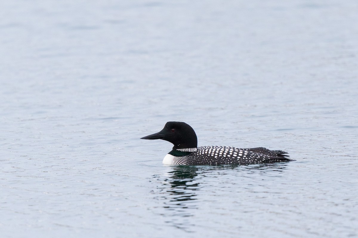 Common Loon - Brian Stahls
