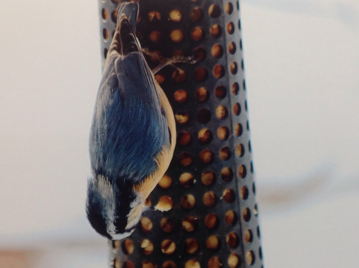 Red-breasted Nuthatch - Alice Oliver