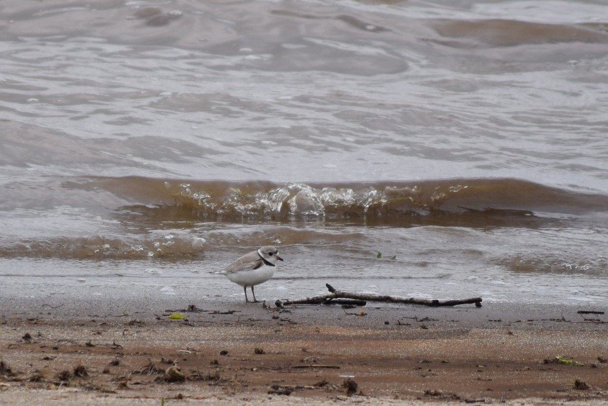Piping Plover - ML154497721