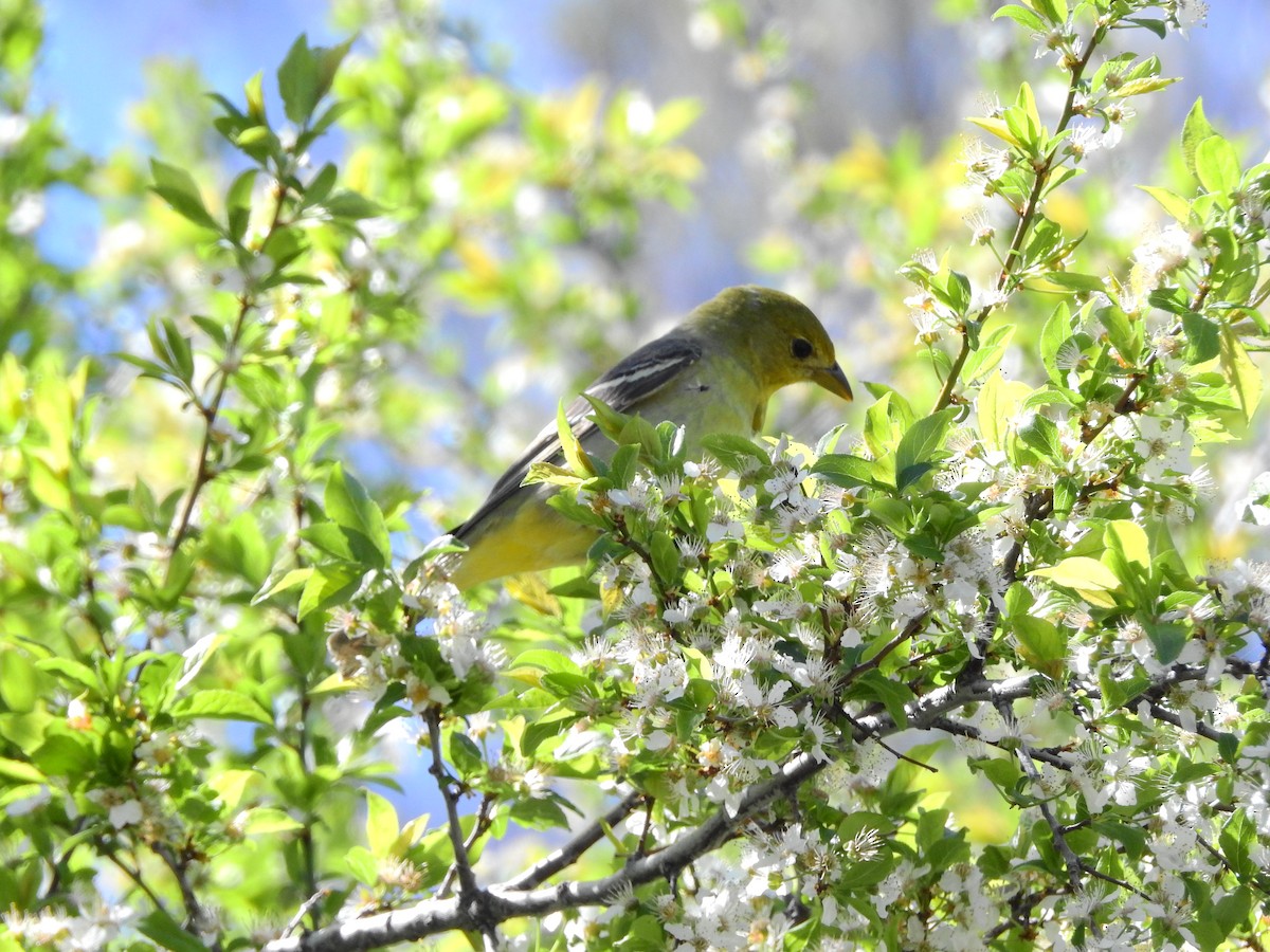 Western Tanager - ML154497961