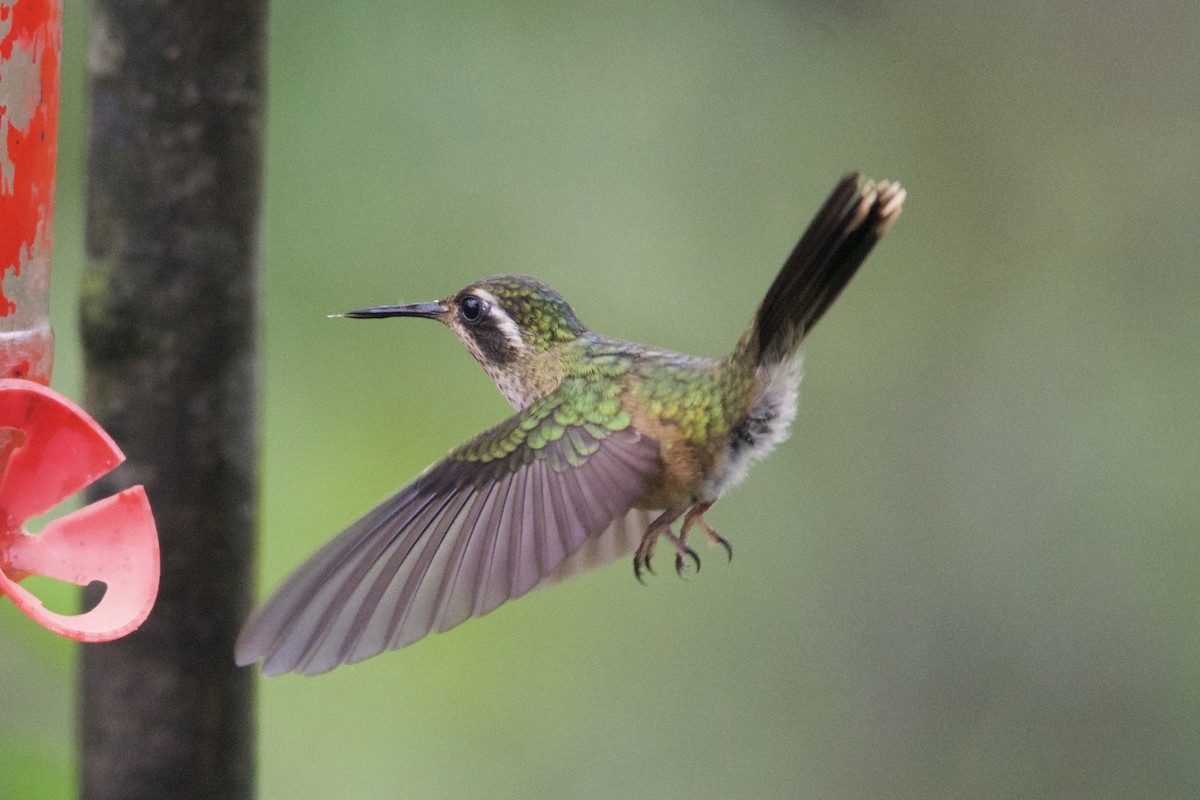 Speckled Hummingbird - Levi Burford