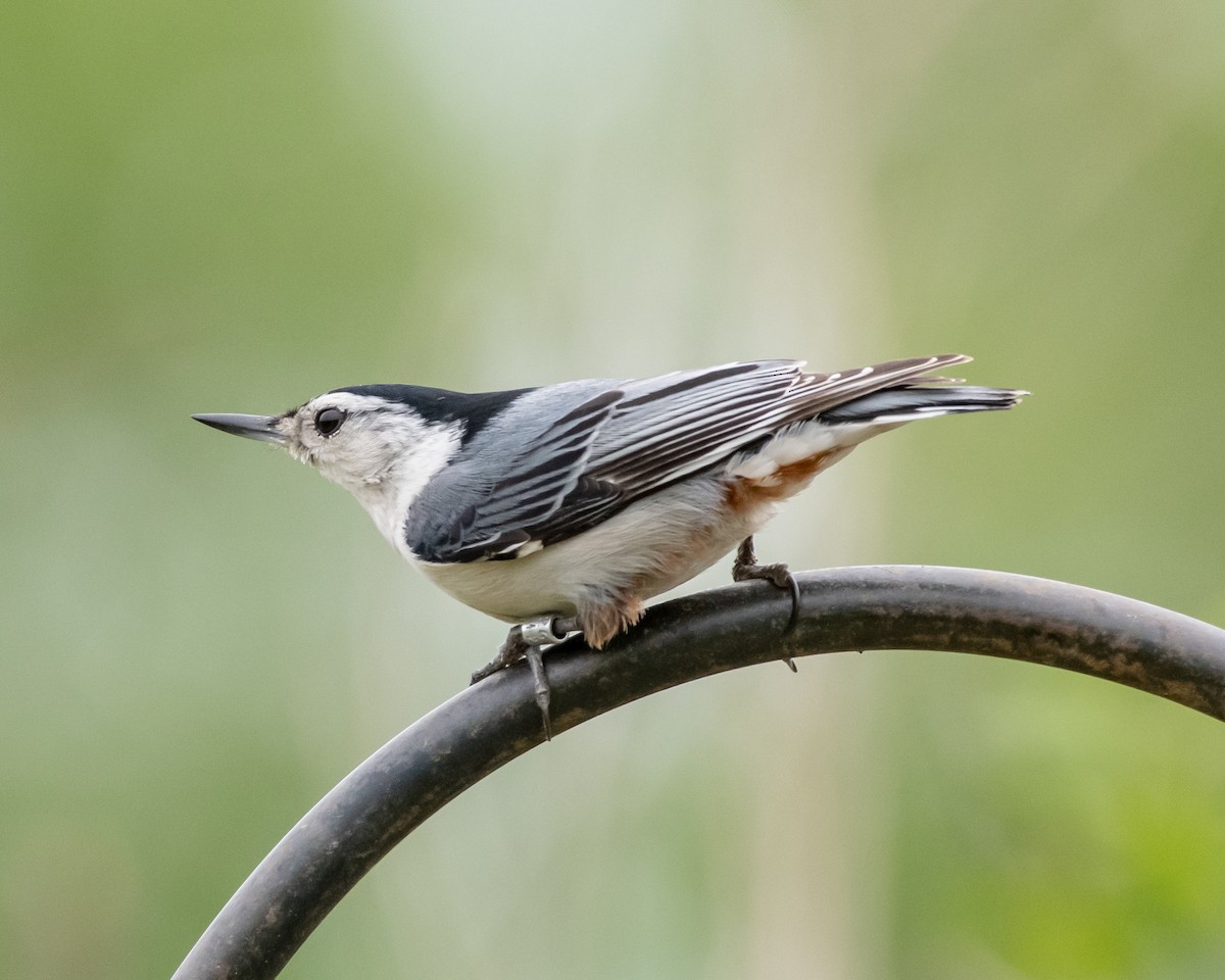White-breasted Nuthatch - Hank Davis