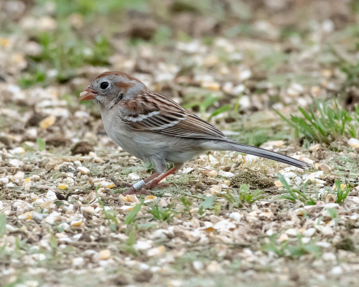 Field Sparrow - Hank Davis