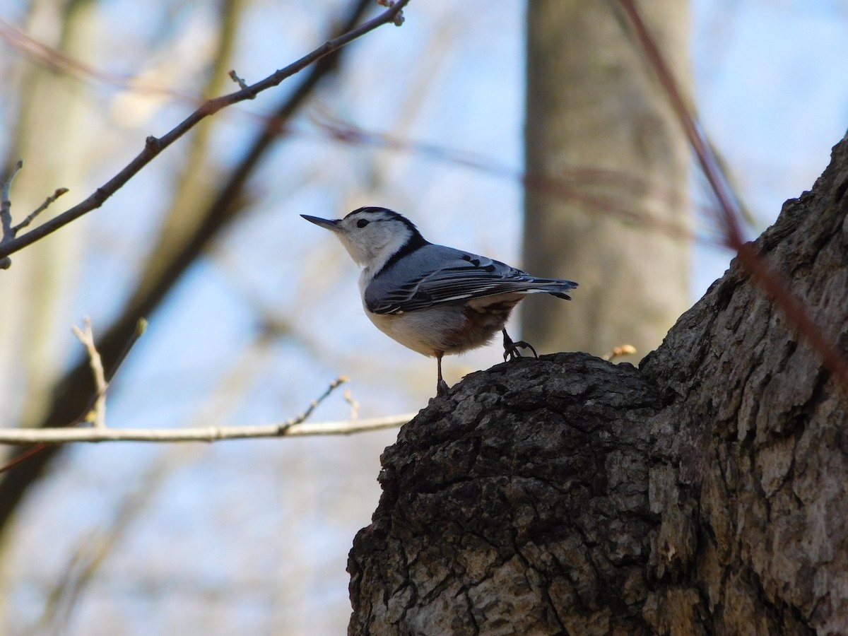 White-breasted Nuthatch - Abby Ciona
