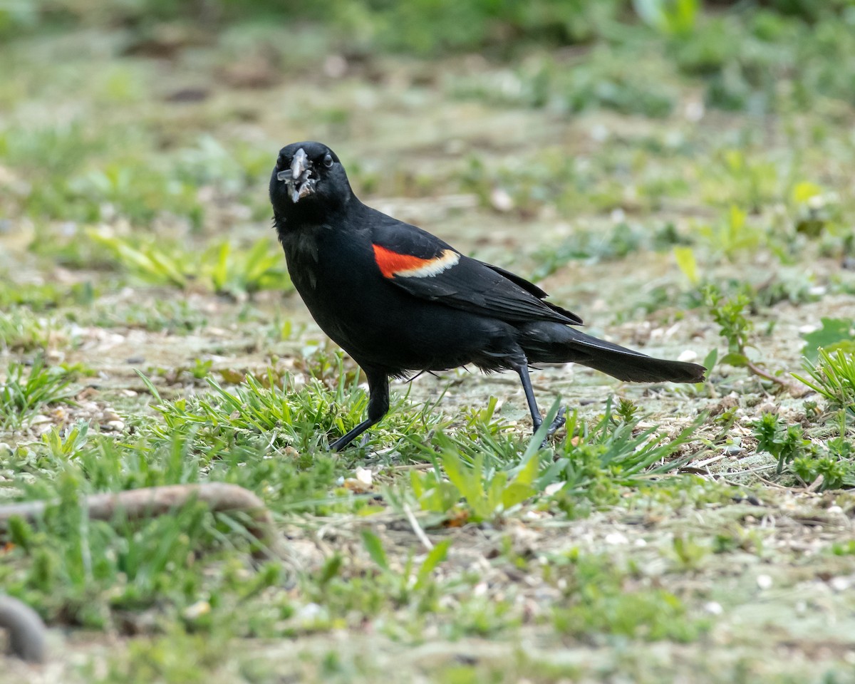 Red-winged Blackbird - ML154501251