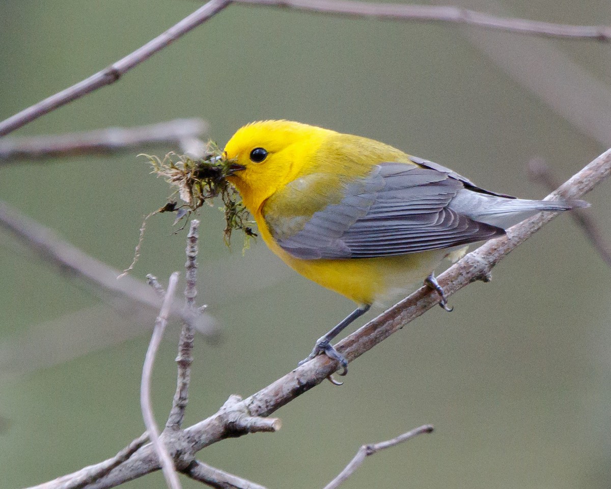 Prothonotary Warbler - Jeff Stacey