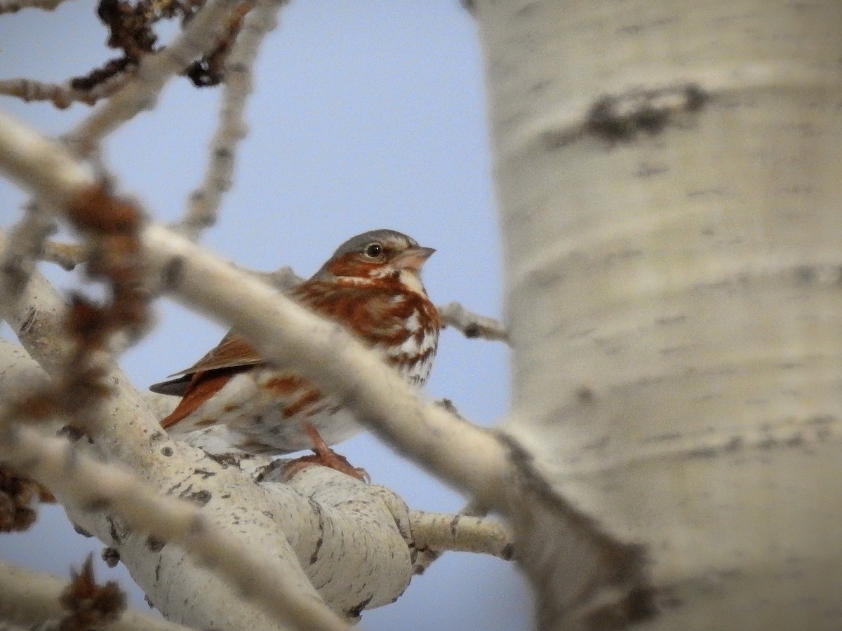 Fox Sparrow (Red) - Michael Sveen