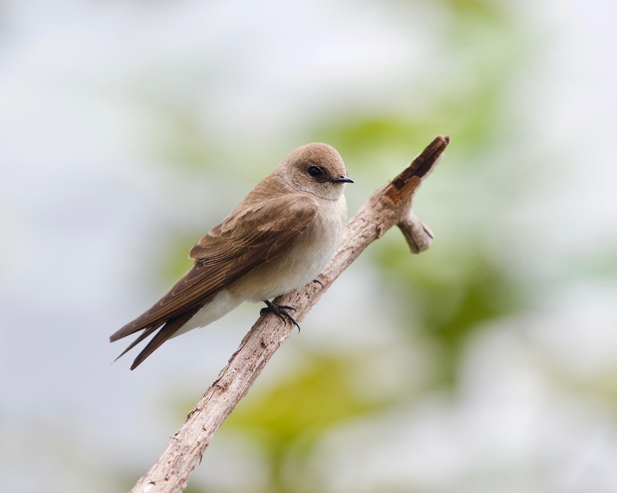 Northern Rough-winged Swallow - Jon Cefus