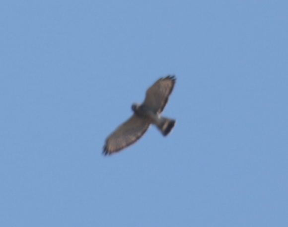 Broad-winged Hawk - ML154513701