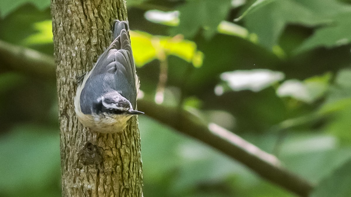 Red-breasted Nuthatch - Todd Kiraly