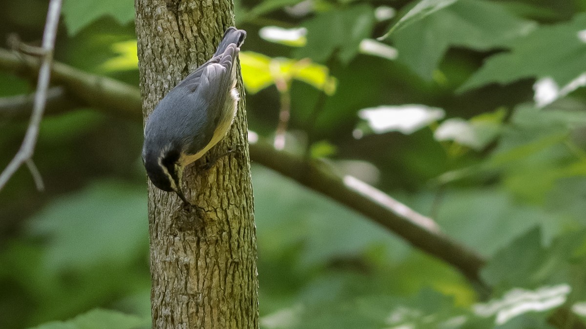 Red-breasted Nuthatch - ML154515211