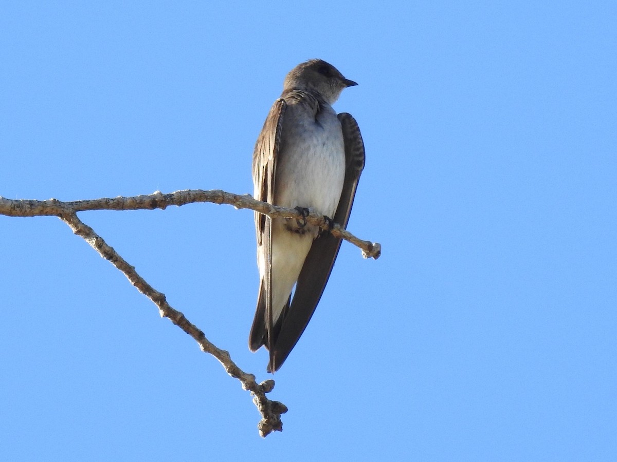 Northern Rough-winged Swallow - Brian Johnson