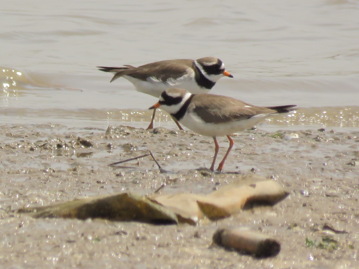 Common Ringed Plover - ML154518441