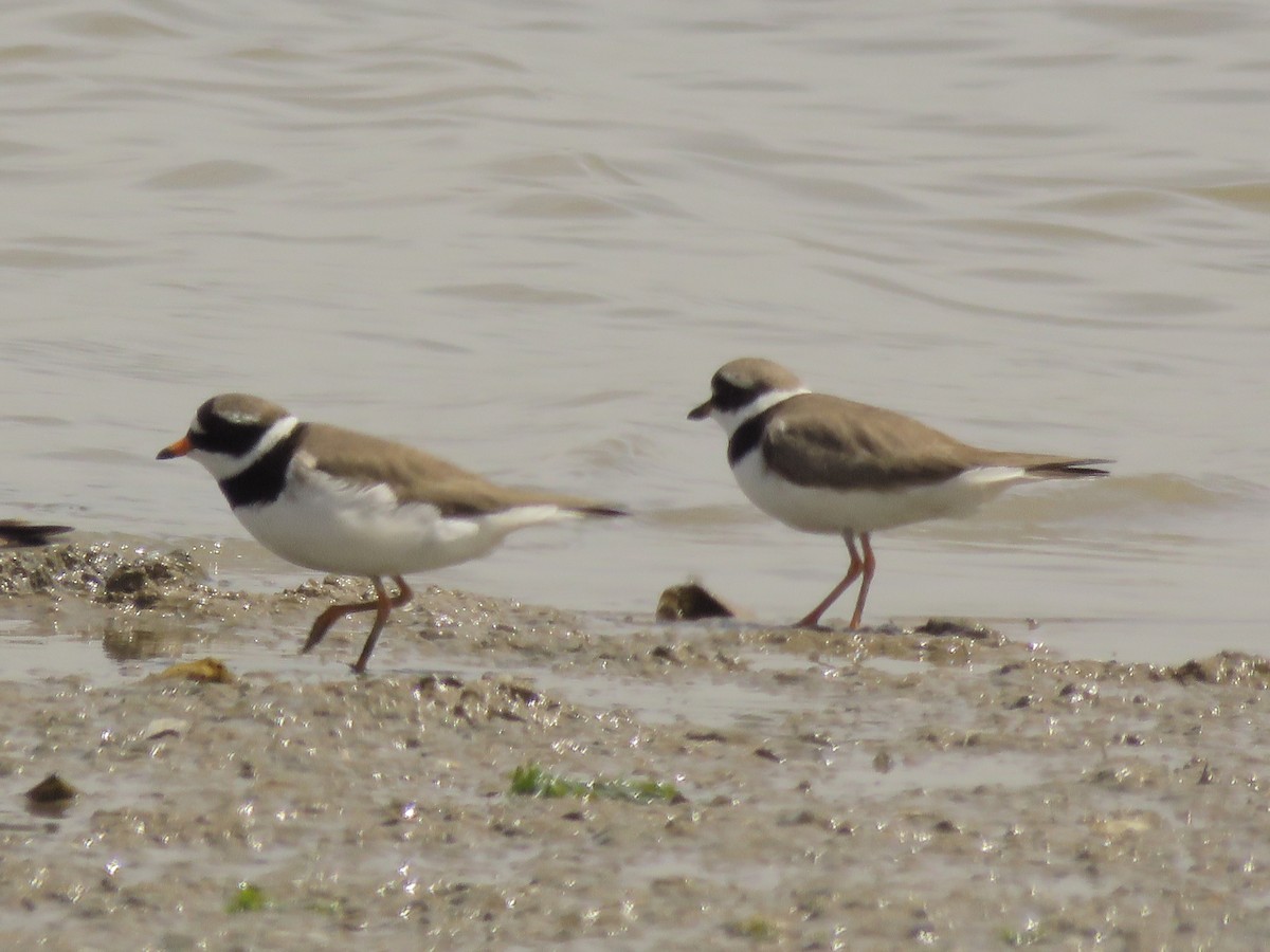 Common Ringed Plover - ML154518681