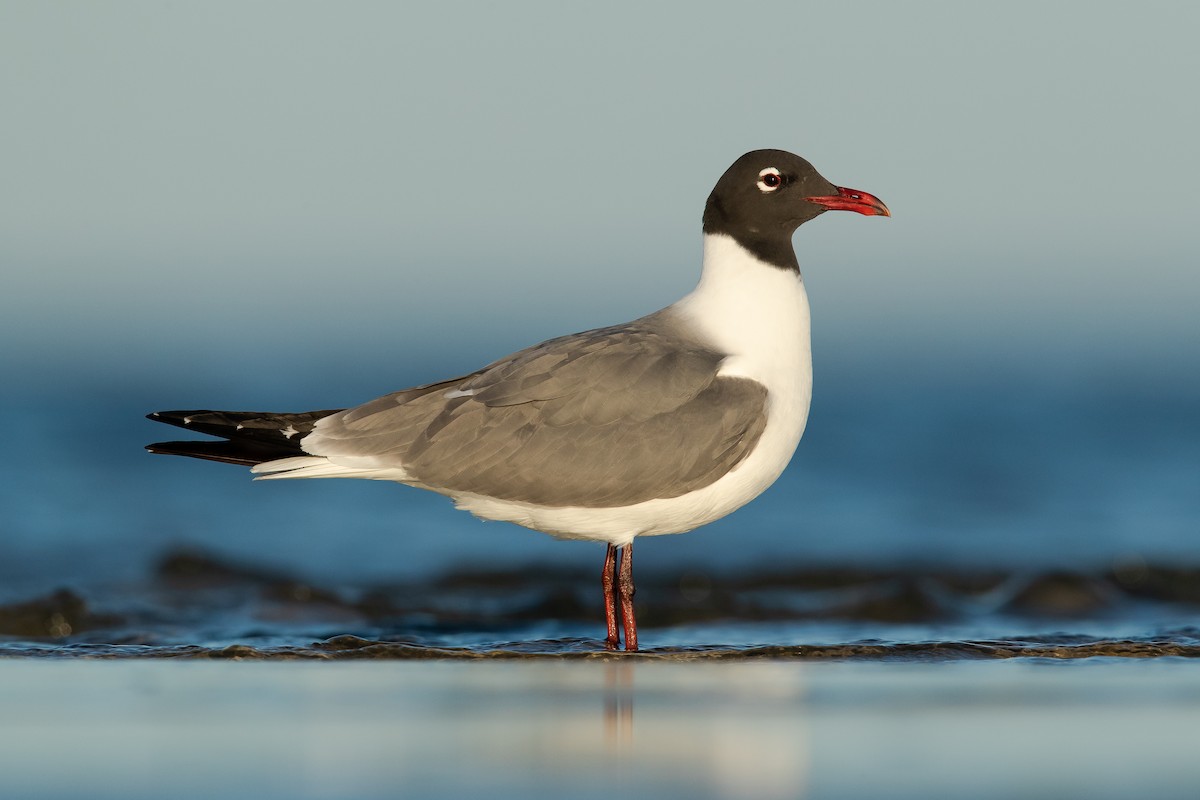 Laughing Gull - Dorian Anderson