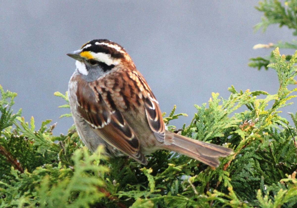 White-throated Sparrow - ML154521421