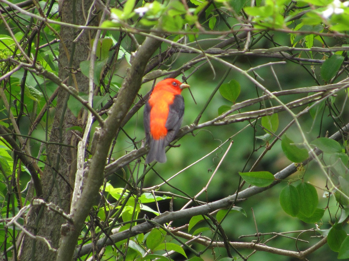 Scarlet Tanager - ML154522861