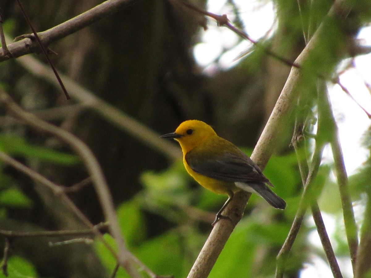 Prothonotary Warbler - ML154522961