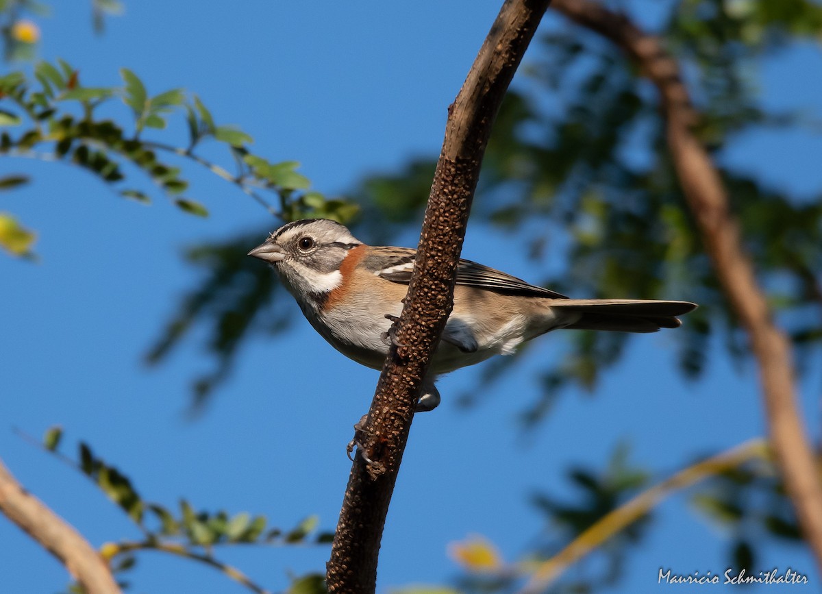 Rufous-collared Sparrow - Mauricio Schmithalter