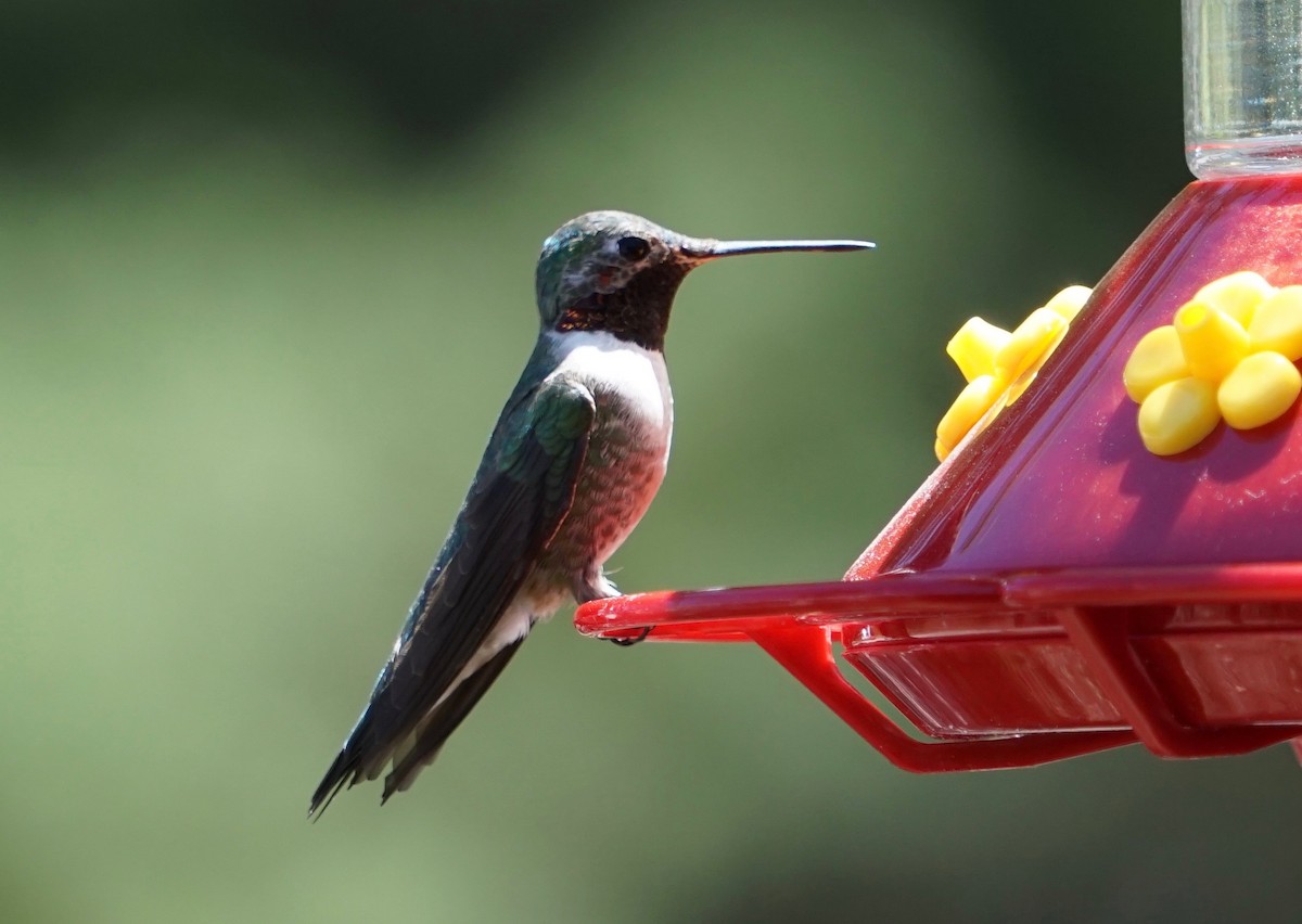 Broad-tailed Hummingbird - ML154526891