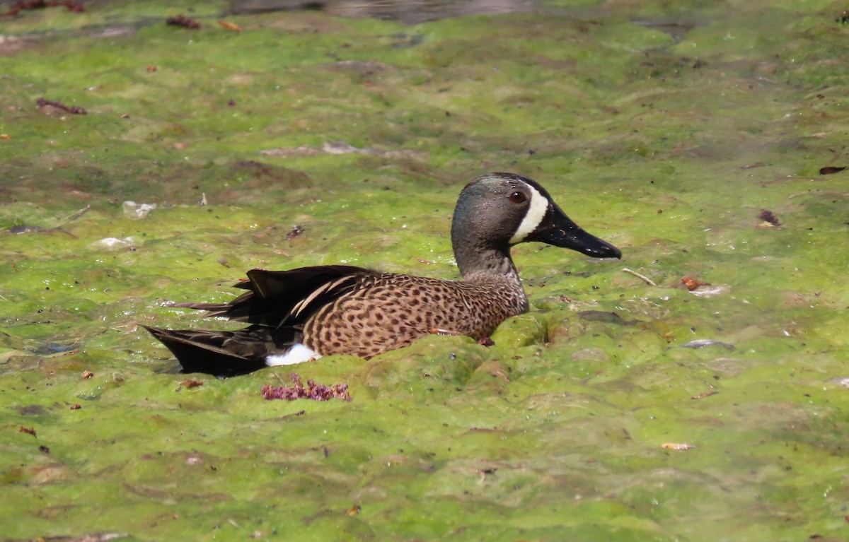 Blue-winged Teal - ML154527071