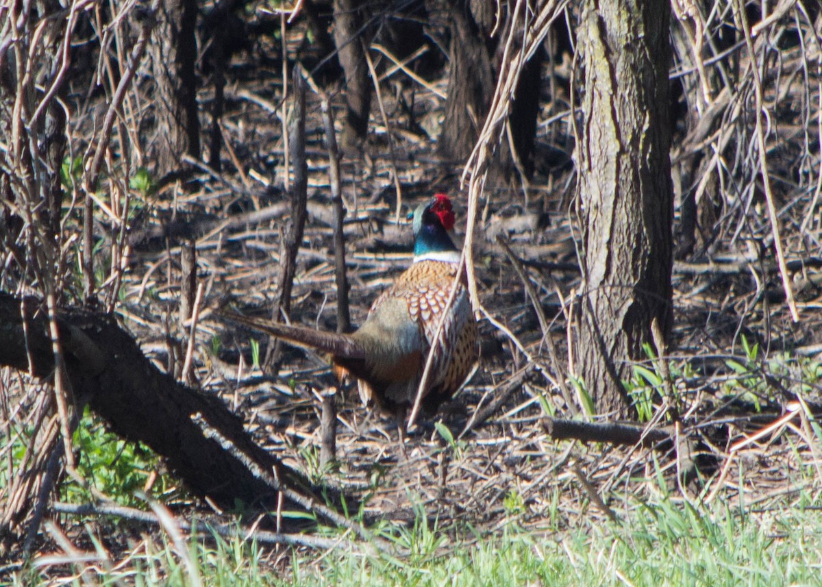 Ring-necked Pheasant - Joanne Dial