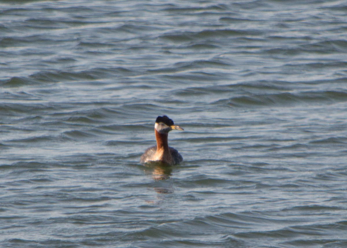 Red-necked Grebe - Joanne Dial