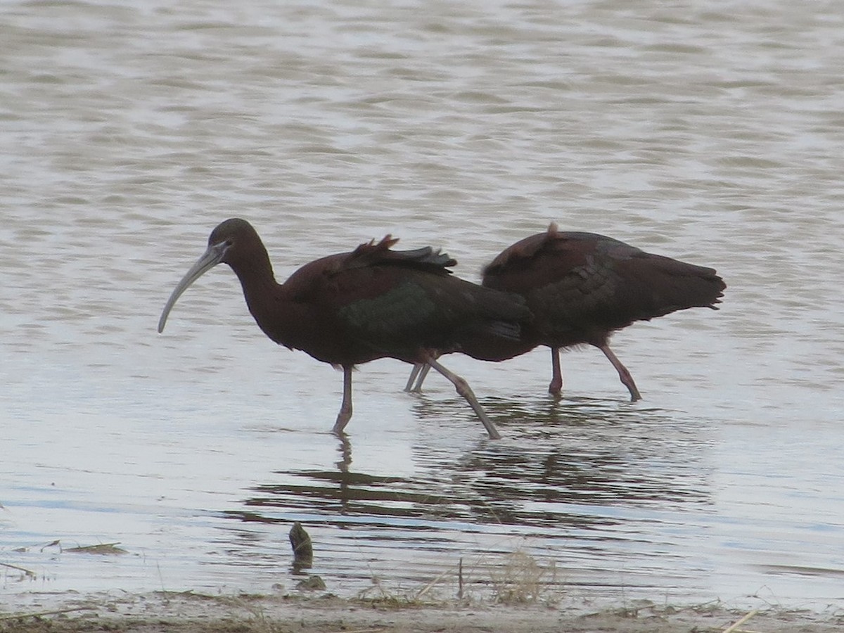 ibis hnědý - ML154540441