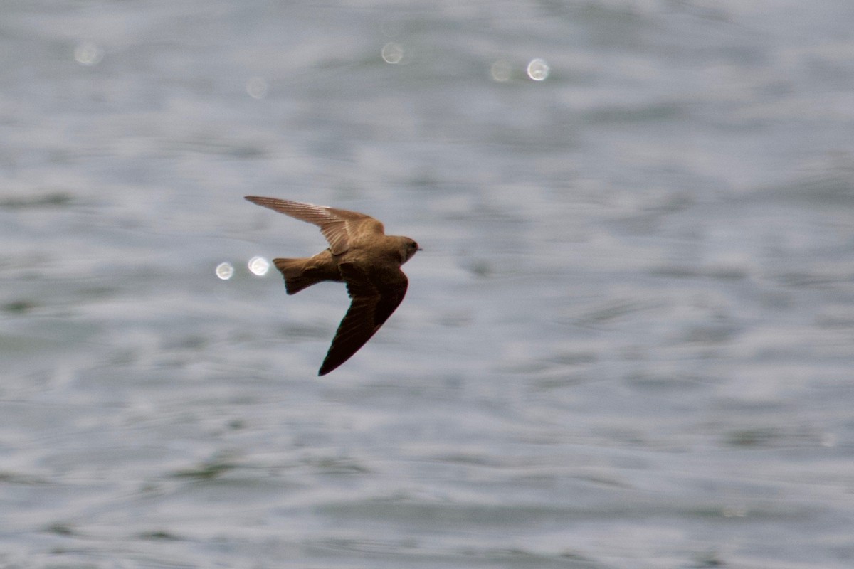 Northern Rough-winged Swallow - Owen Krout