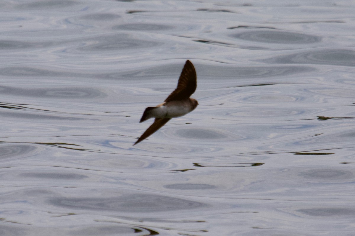 Northern Rough-winged Swallow - ML154542631