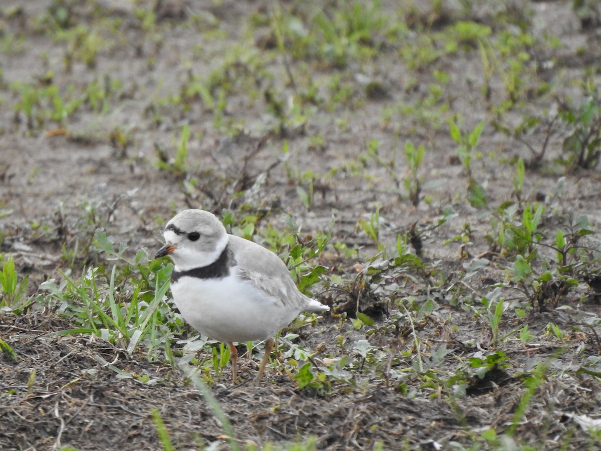 Piping Plover - ML154543171