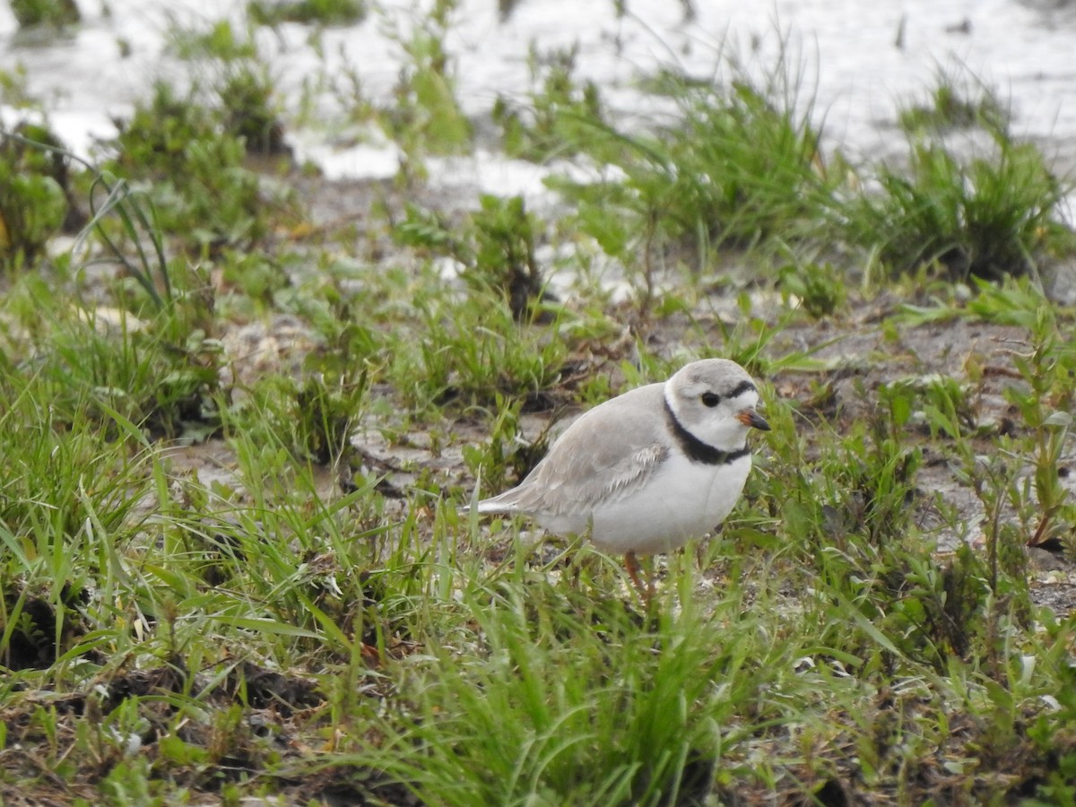 Piping Plover - ML154543241