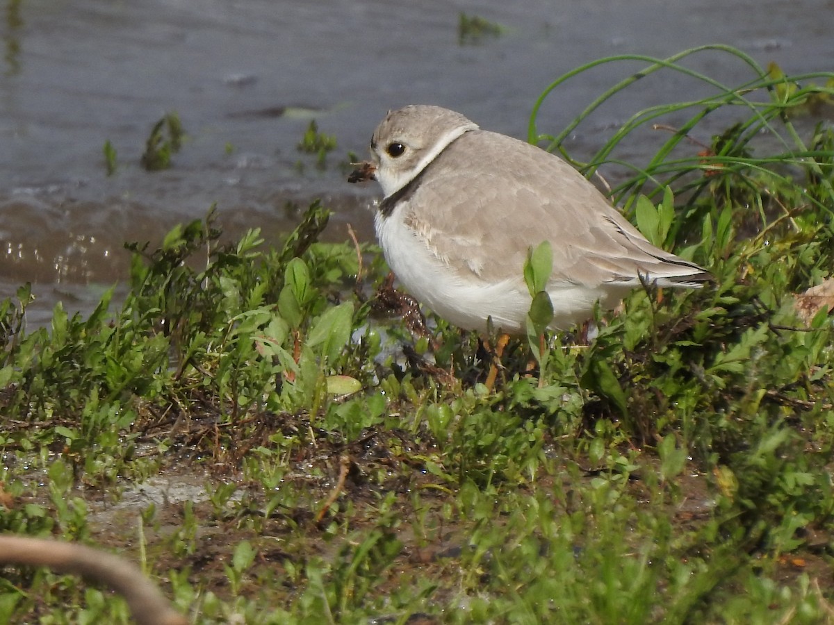 Piping Plover - ML154543461