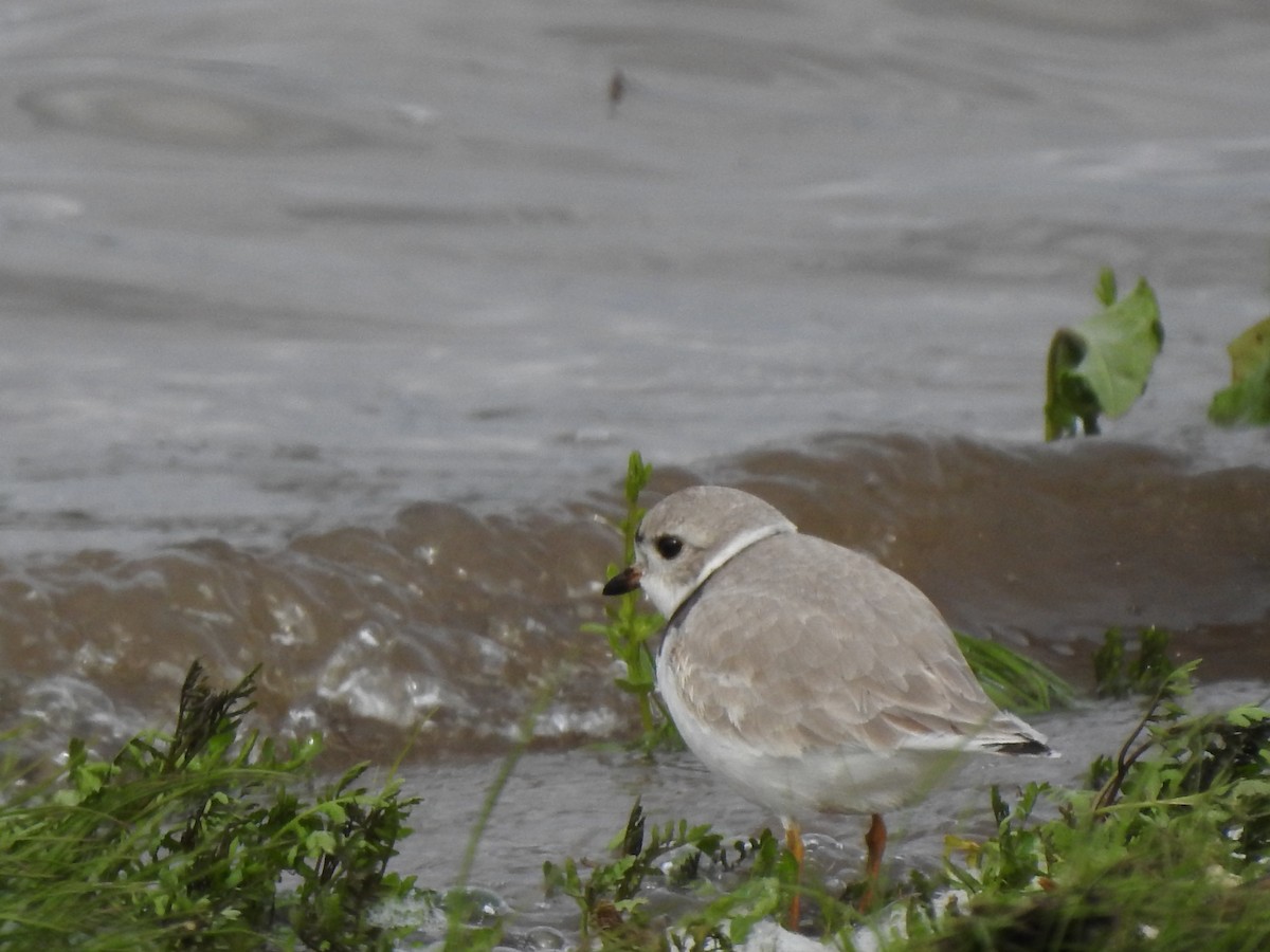 Piping Plover - ML154543771