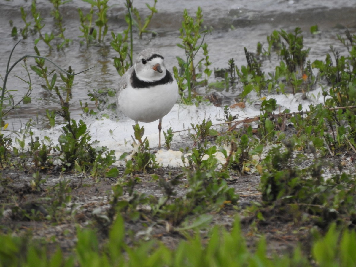 Piping Plover - ML154544251