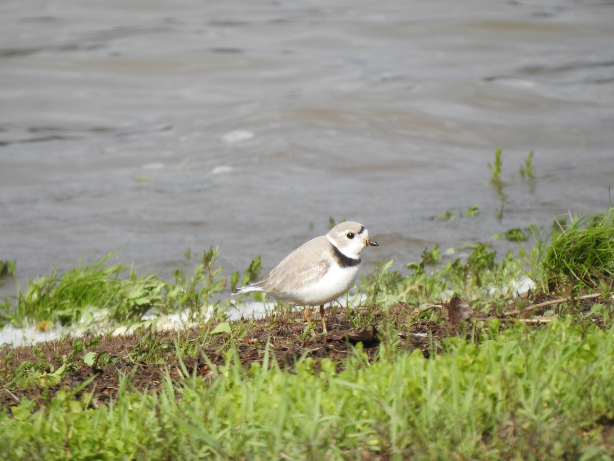 Piping Plover - ML154545831