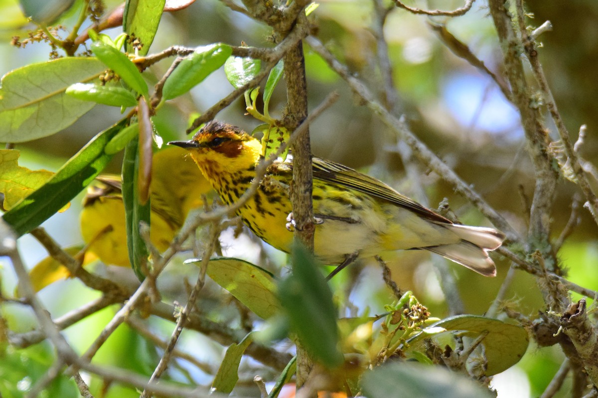 Cape May Warbler - ML154546921