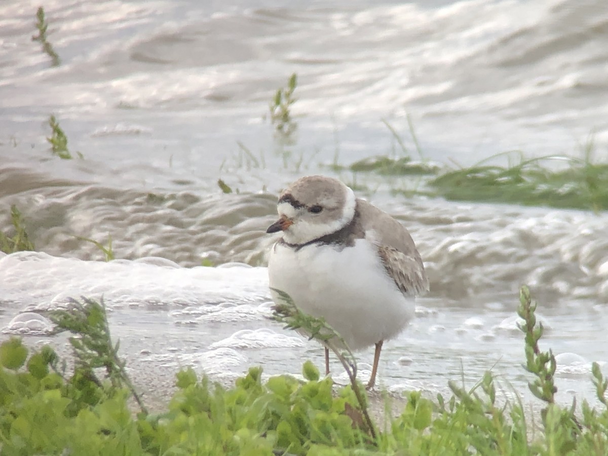 Piping Plover - ML154549161