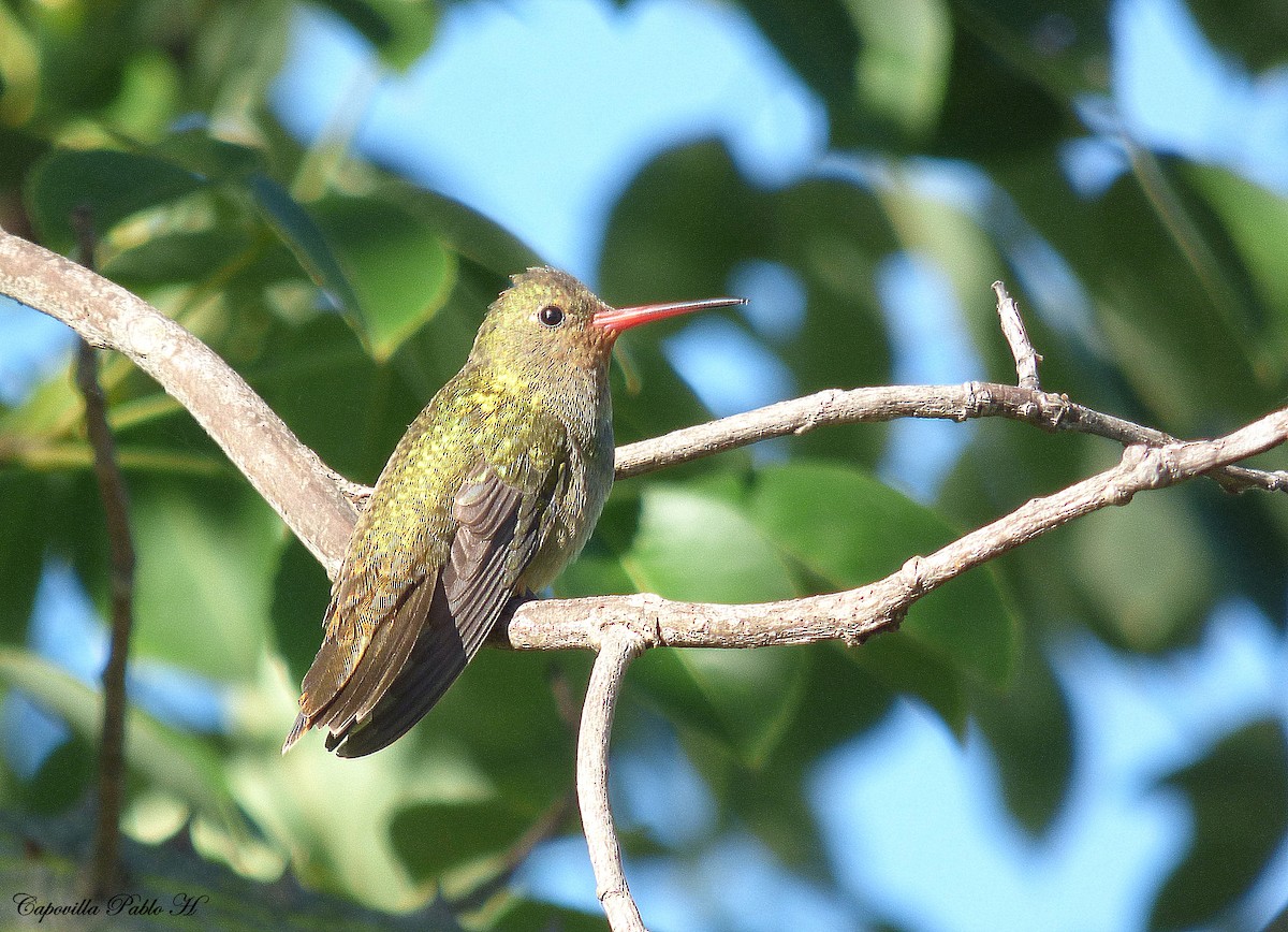 Gilded Hummingbird - Pablo Hernan Capovilla