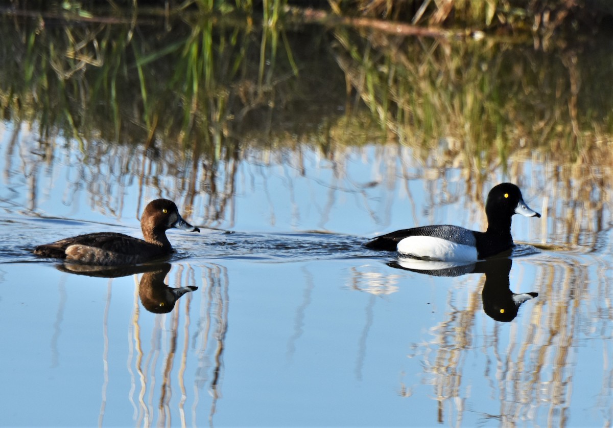 Greater Scaup - ML154556711