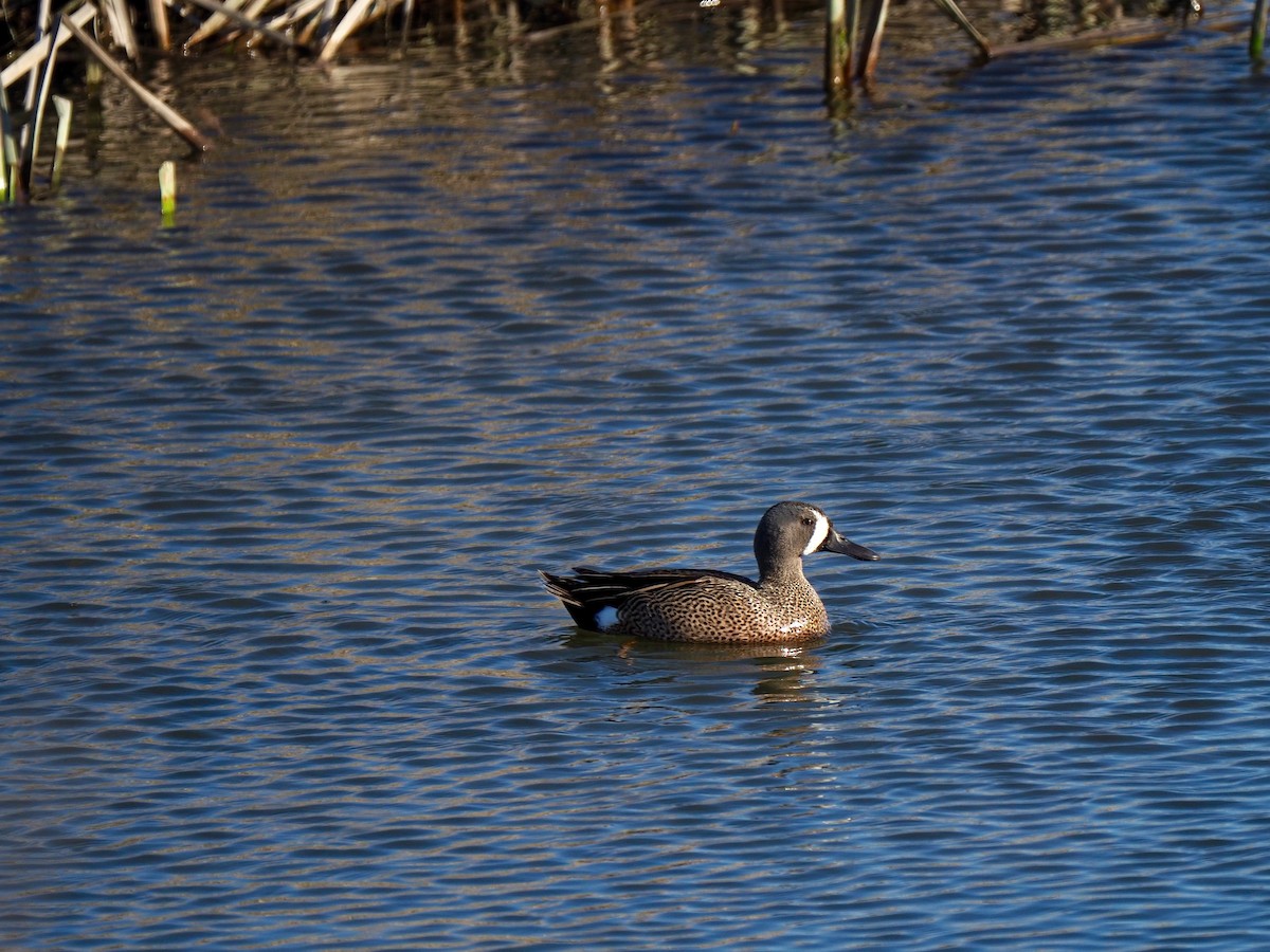 Blue-winged Teal - ML154559121