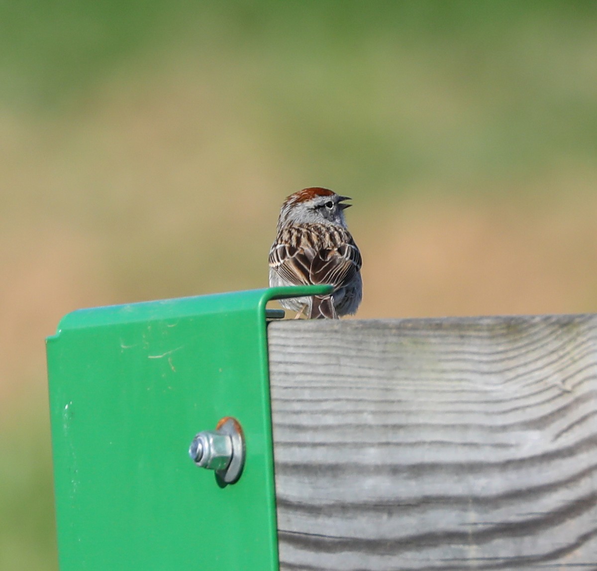 Chipping Sparrow - Anonymous