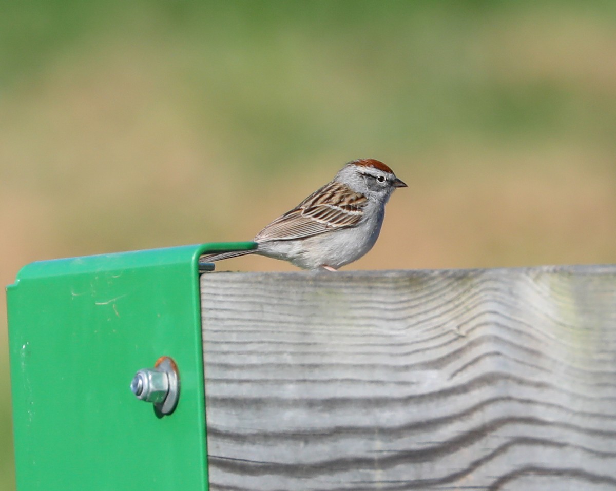 Chipping Sparrow - ML154560461