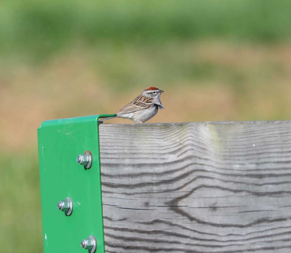Chipping Sparrow - ML154560481