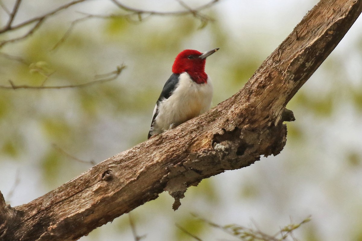 Red-headed Woodpecker - Kristy Baker