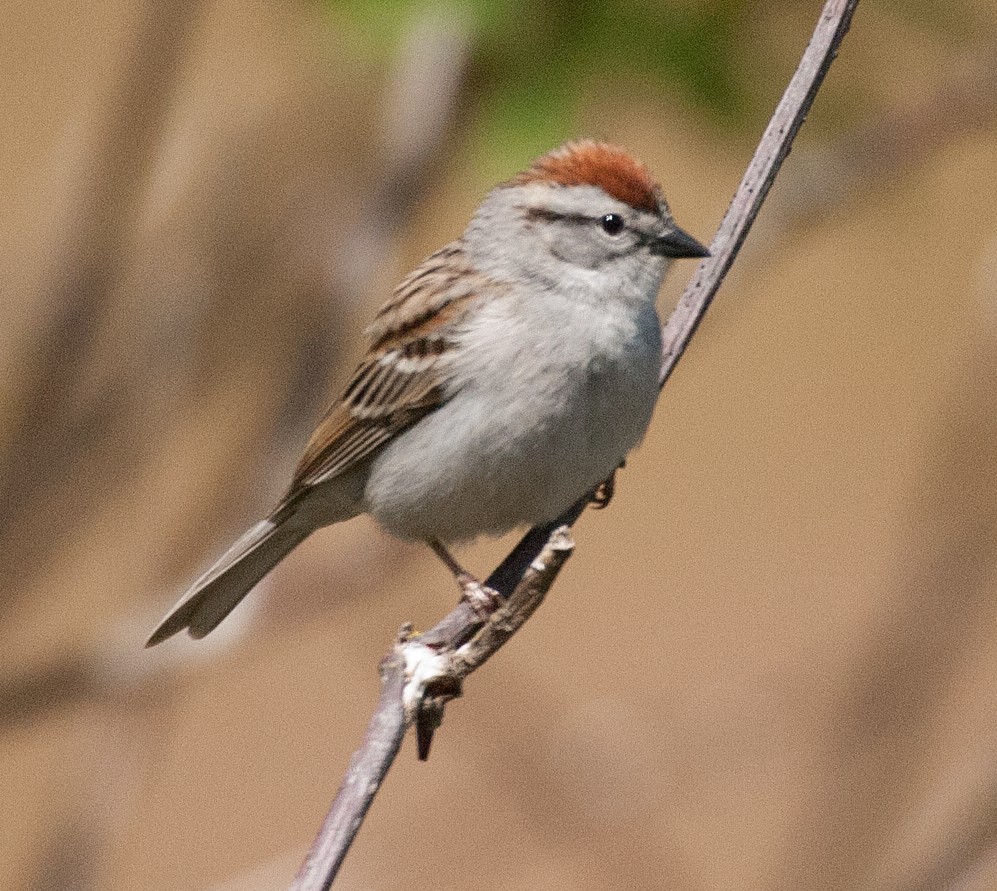 Chipping Sparrow - ML154569331