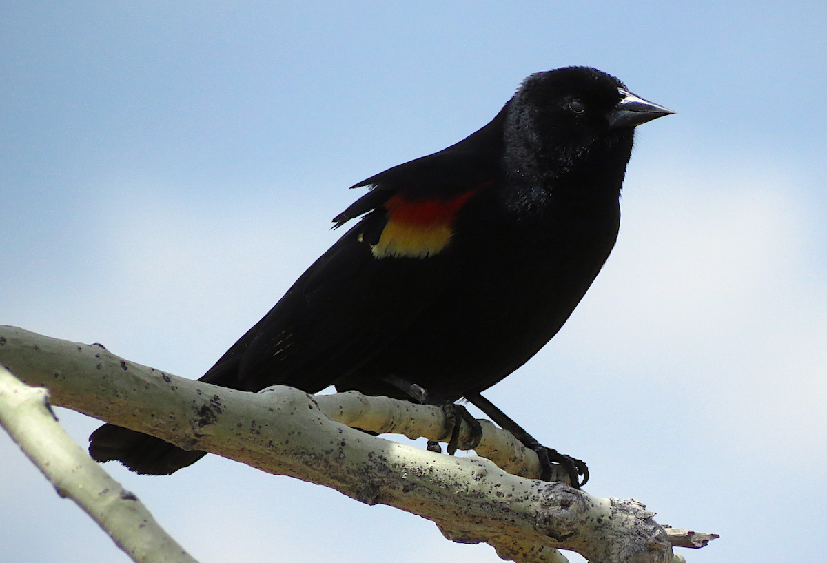 Red-winged Blackbird - Ted Floyd