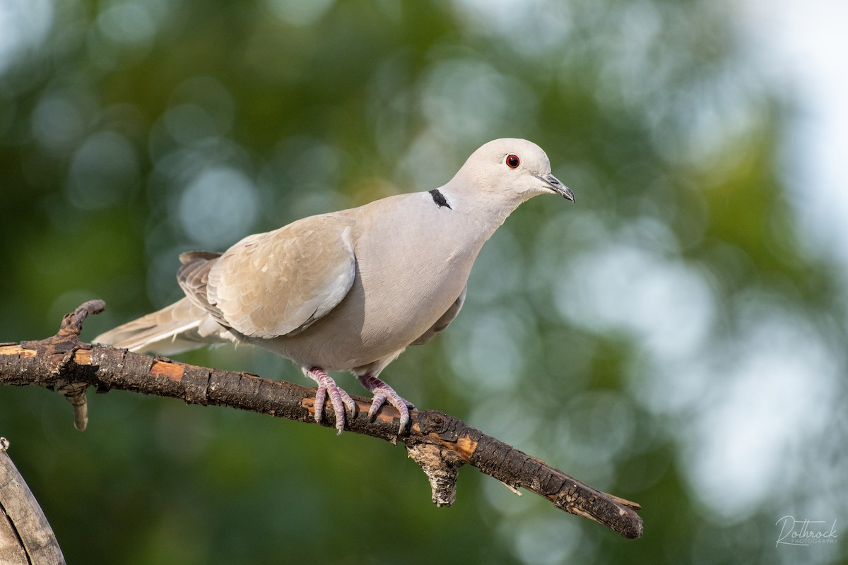 Eurasian Collared-Dove - ML154570991
