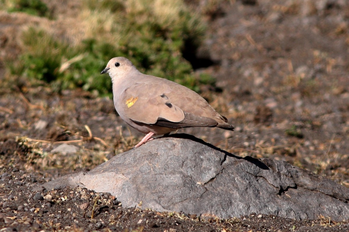 Golden-spotted Ground Dove - Manfred Bienert