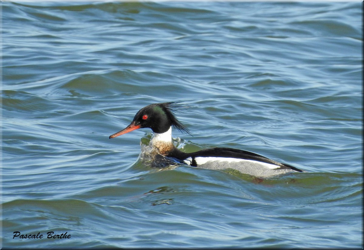 Red-breasted Merganser - Pascale Berthe